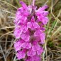 Pedicularis kanei. A cluster of small pink flowers.